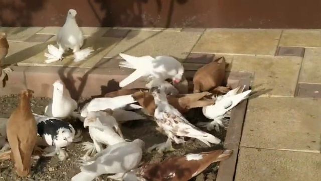 Цвет глаз ,влияет на масть. смотреть онлайн