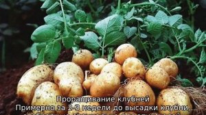 Картофель Накра