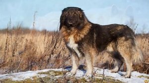 Красный волк против Кавказской овчарки. Кто Победит?