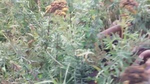 Грабли-ворошилки сена ГВК 6 экспресс-обзор от Николая Нарватова