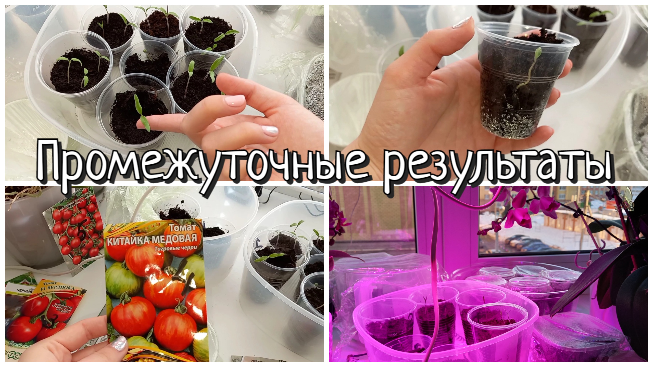 Презентация выращивание помидоров. Теплица с севера на юг. Томаты в ведрах на улице. Посев томатов 24 год. Посев томатов.