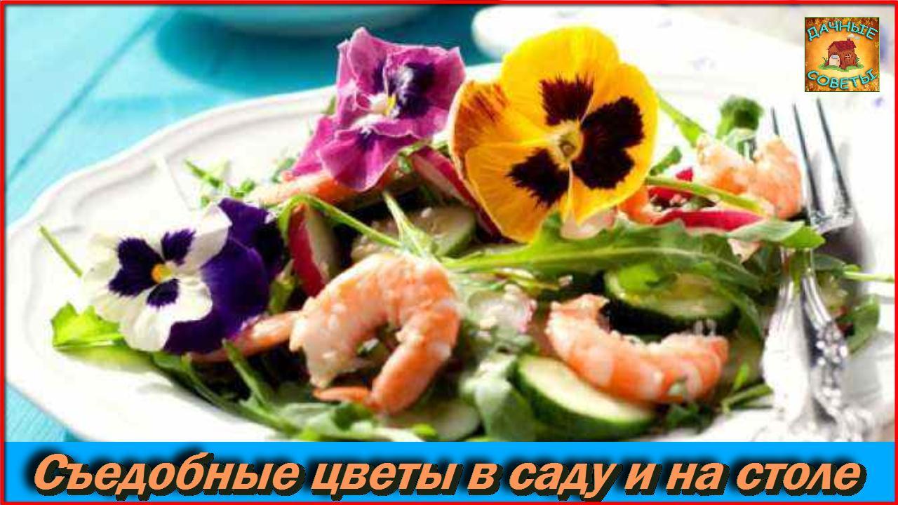 Мало кто знает, что существуют съедобные ЦВЕТЫ Какие цветы можно добавлять в еду Дачные Советы