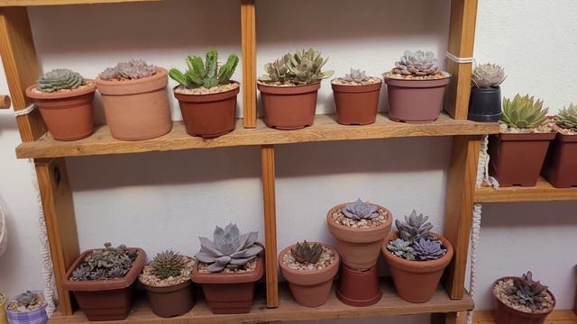 Porque a minhas suculentas são "pequenas" смотреть онлайн