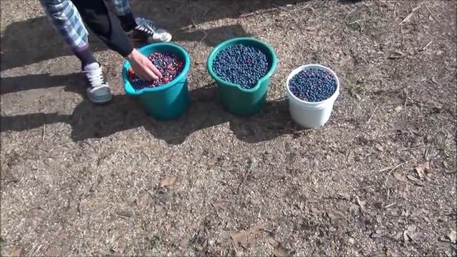 Голубика в Канаде. Север Саскачевана. смотреть онлайн