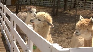 Первую на Кубани ферму альпак открыли под Горячим Ключом