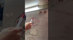 2.1. Срез предплечья. Верхняя треть