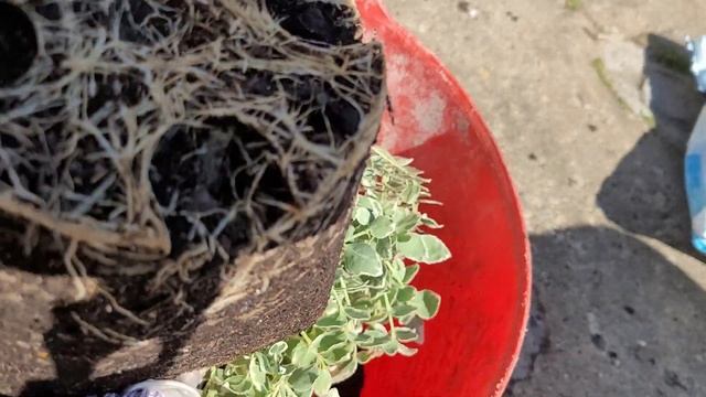 Euonymus Emerald gaiety potting up video 2 смотреть онлайн