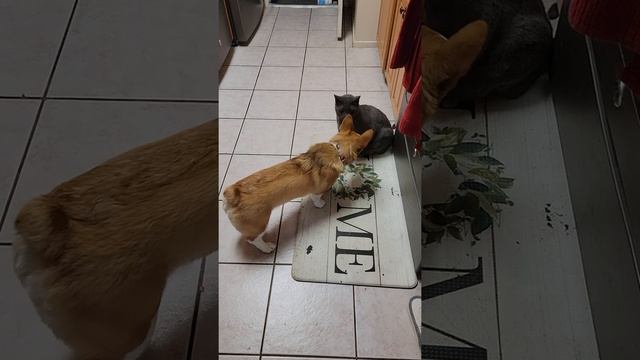 Corgi vs cat, round 2