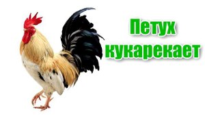 Animal sounds|Как говорят домашние животные|Звуки животных|Учим животных|