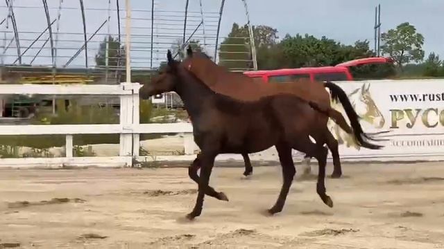Вэтта Скай 2022 г.р., тракененская кобыла от Араратаса и Валидэи смотреть онлайн