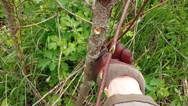 Уничтожаем поросль сливы НАВСЕГДА!!