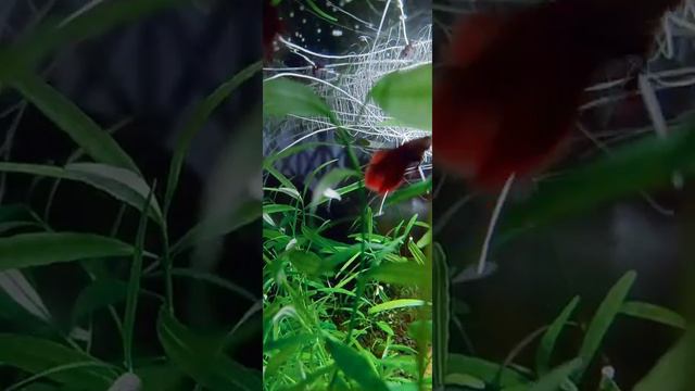 Betta Fish sorority. Betta Fish Breeding. Artificial Fish ecosystem.