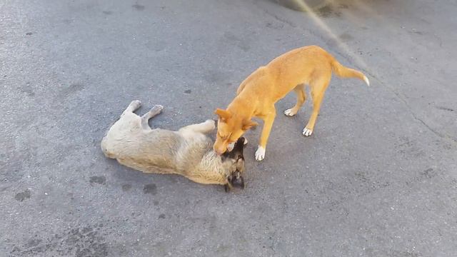 Дворовые собаки играются понарошку кусаются смотреть онлайн