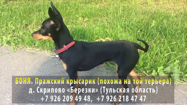 Пропала собака! БОНЯ. Пражский крысарик, похожа на той терьера. д. Скрипово, Березки, Тульская об смотреть онлайн