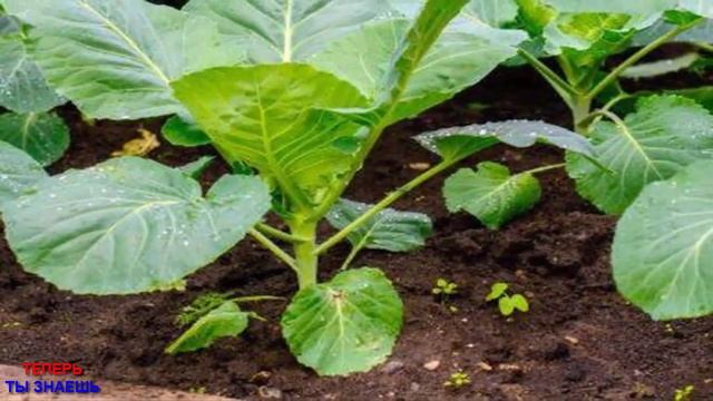 СРОЧНО! Чтобы КАПУСТА НЕ БОЛЕЛА - Дайте Ей ПЕРЕКИСЬ Водорода! смотреть онлайн