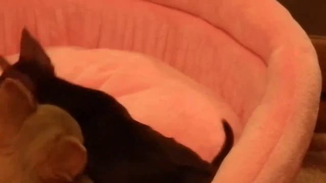 Карманные щенки чихуахуа Даня и Вита.Питомник Гордость Эмили. смотреть онлайн