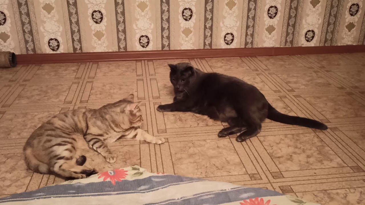 30 ноября 2020 г. смотреть онлайн