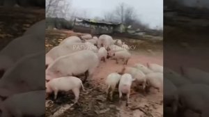 Порошенко на фронте