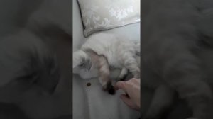 Невская маскарадная 3 месяца.