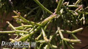 Rhipsalis species - cacto-macarrão (Rhipsalideae) mistletoe cacti, Ripsális