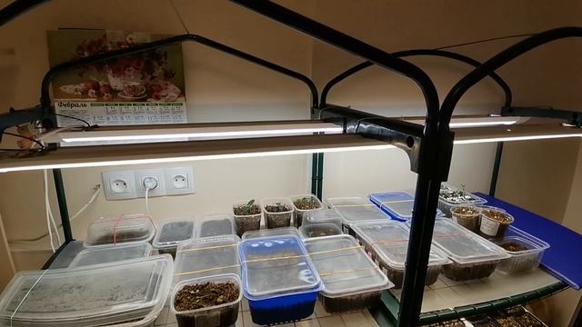 Собирали мы стеллаж и крепили лампы... Рассадное хозяйство растёт. Муж на все руки мастер смотреть онлайн