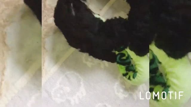 Maltipoo Puppy Black Curls смотреть онлайн