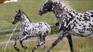 Породы лошадей! Кнабштруп! (Датская верхово  упряжная)