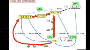 16 Folates+Methionine 2