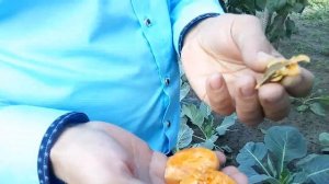 Абрикос из косточки.