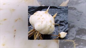 КАК ВЫБРАТЬ ЛУКОВИЦЫ ЛИЛИЙ