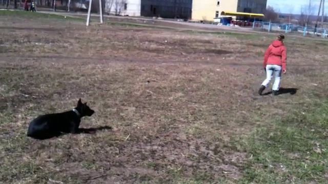 доберман Альфа послушание.MOV смотреть онлайн