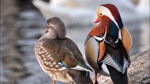 Окружающий мир. Рабочая тетрадь 4 класс 1 часть. ГДЗ стр. 46 №6