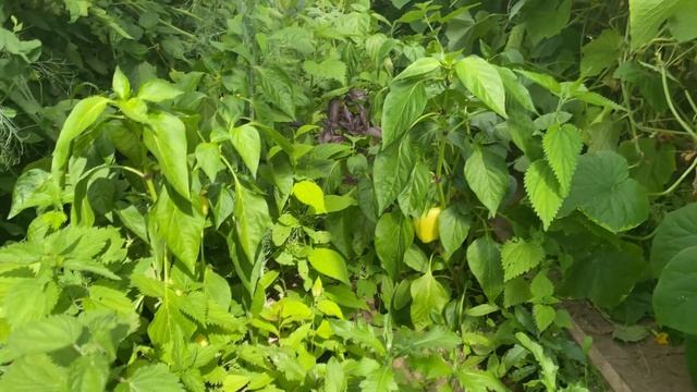 Изменения на даче ? Начинаем обживаться ? Урожай смотреть онлайн