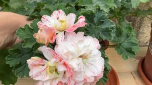 15. PG Ragnar. Редкий сорт пеларгонии. Замеры.