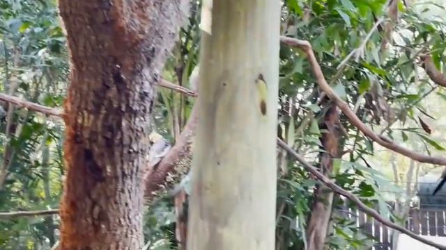 зоопарк во Флориде смотреть онлайн