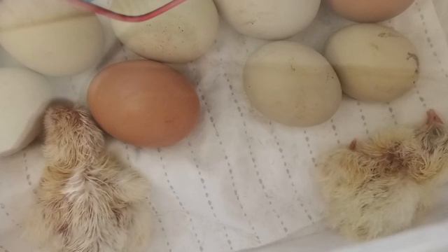 Hatching Eggs in Incubator- Day One #hatchingeggs #incubatingeggs смотреть онлайн
