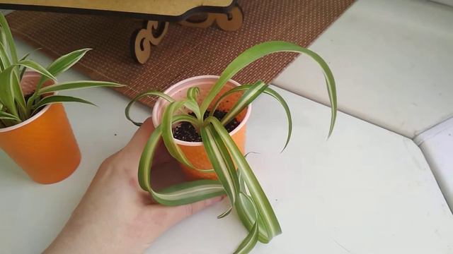 Новые цветы в коллекции. Хлорофитумы, Алое смотреть онлайн