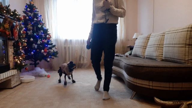 Реакция русского тоя на одежду или что носит той терьер смотреть онлайн