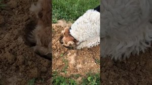 Лучший охотник на кротов и землероек! Это фокстерьер!