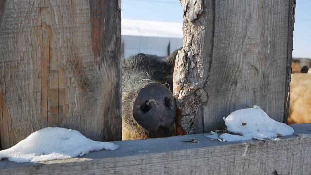 Объехал мир, но остался в Бурятии. Швейцарец бросил всё, чтобы жить в Улан-Удэ и разводить свиней смотреть онлайн