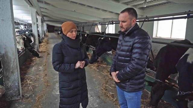 Содержание коров и соматические клетки | Молочное животноводство | КУЛЬТИВАТОР