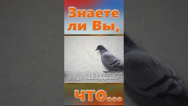 Знаете ли Вы, Что? Голуби