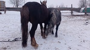 Кобыла любит у жеребца