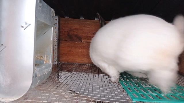 Останемся без крольчат!?/Такого не может быть!/Проверка крольчих на беременность смотреть онлайн