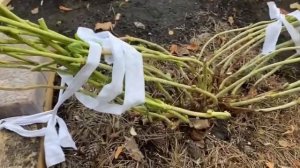 Укрываю гортензии на зиму