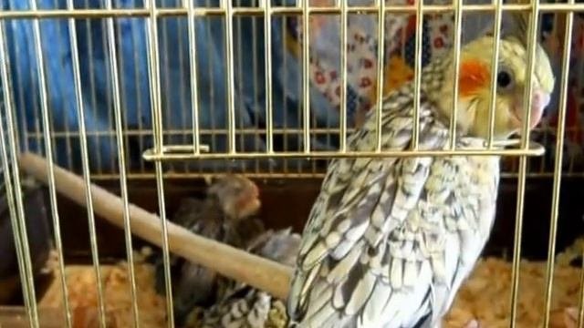 Попугаи нимфы - кореллы Кузя и Фиби (разведение) 16 Птенец кореллы Breeding Corell.