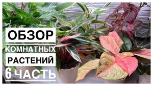 Будни цветовода | Обзор комнатных растений на стеллаже | 6 часть | 07.10.2022г.