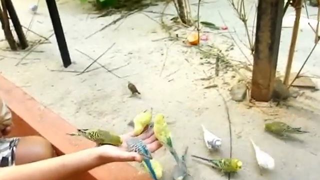 Парк дикой природы. Попугаи. смотреть онлайн