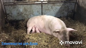 Отказали ноги у свиноматки//Результаты Опороса!