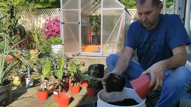 Весняна пересадка рослин інжир, ананас, банан. Transplantation of plants fig, pineapple, banana.